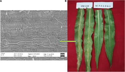 Comparative Transcriptome Analysis of Fungal Pathogen - Frontiers